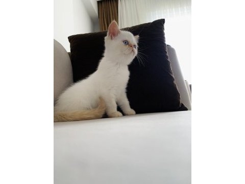 Dişi 3 aylık kalıcı mavi göz iran kedisi