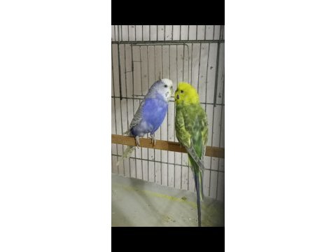 Hazır yumurtalı rainbow muhabbet kuşu takımlar