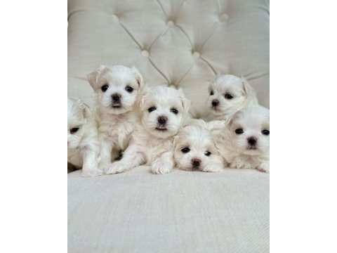 1 buçuk kg olacak bichon frise (uygun)