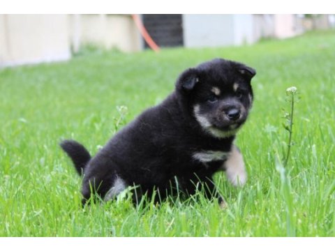 Türkiyede tek shiba inu yavrular
