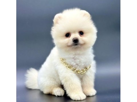 Sevimli pomeranian boo yavrularımız