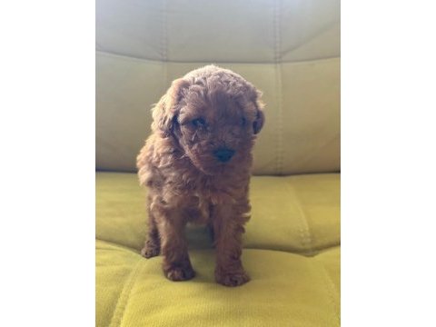 Poodle yavrularımız
