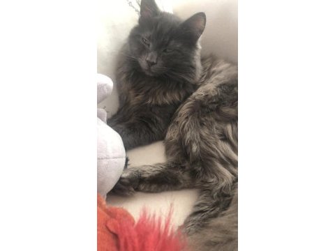 Maine coon 7 aylık erkek
