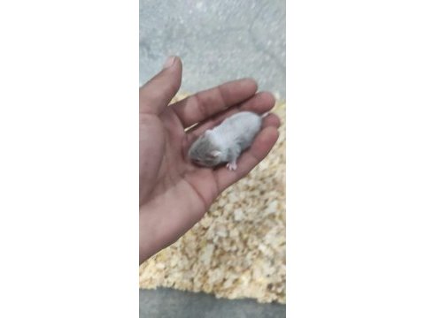Ele alışkın gonzales hamster yavruları