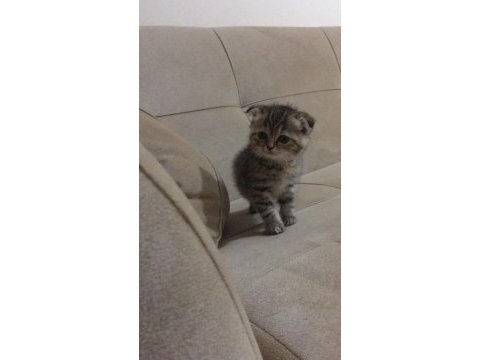 Bal suratlı scottish fold yavrumuza yeni yuva arıyoruz