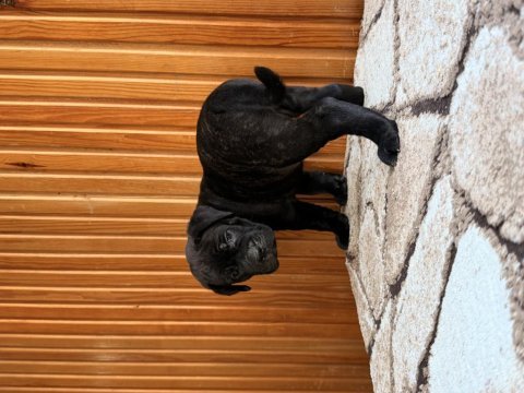 Dev adayları cane corso