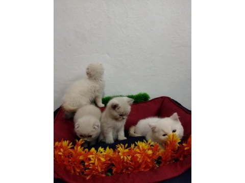 Muhteşem güzellikte beyaz scottish fold yavrularımız
