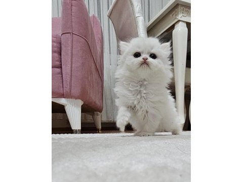 Mükemmel güzellik british longhair