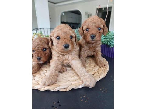Birbirinden güzel toy poodle bebeklerimiz