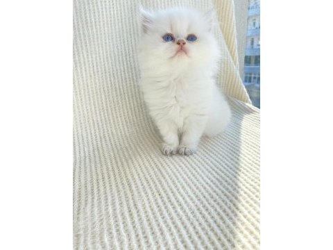 By33 dişi yavru british longhair