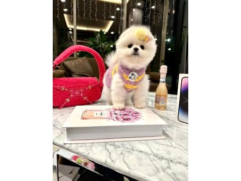Üst düzey thailand menşei boo