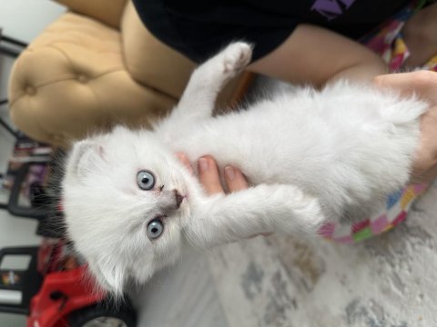 Scottish fold long hair
