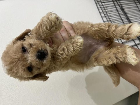 Yavru toy poodle