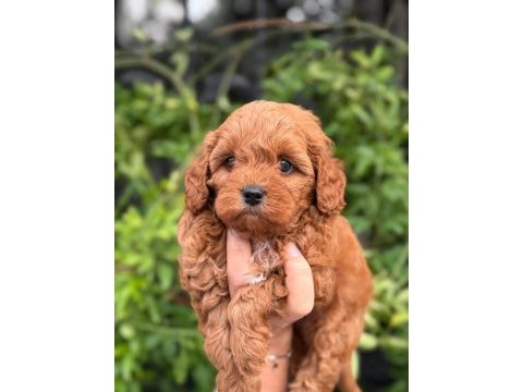 Micro orjinal red maltipoo teacup bebeklerimiz