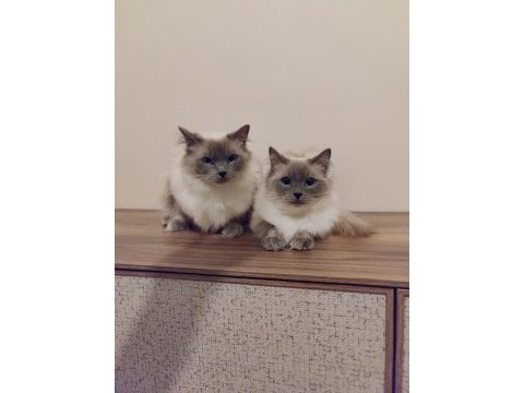 Ragdoll lilly ve mia