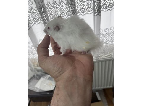 Yavru yetişkin suriye hamsterı