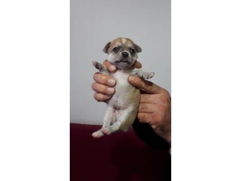 Mükemmel bebeklerimiz chihuahua