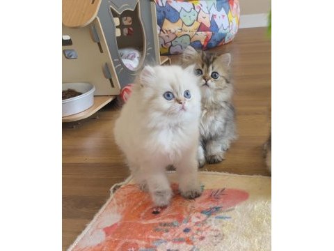Golden point british longhair erkek