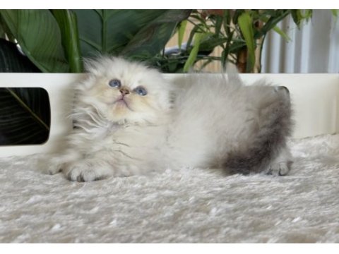 Cüce büyümeyen kısa bacaklı munchkin fold safkan