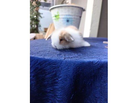 Hollanda lop tavşanları