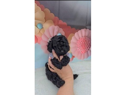 2 aylık kore poodle yavruları