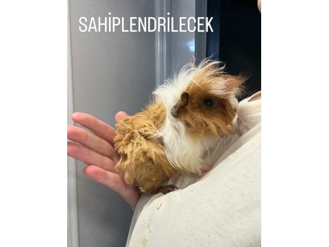 Sütten kesilmiş ginepig bebekler