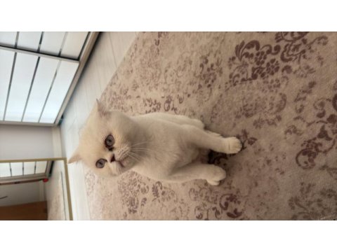 3 yaşında exotic shorthair kedim (dişi)