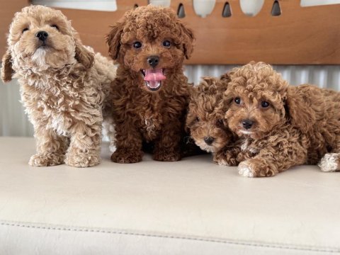 Petmode köpek çiftliğinde ziyarete açık kore maltipoo