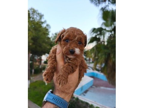 Poodle köpeğimizin tüm aşıları yapıldı