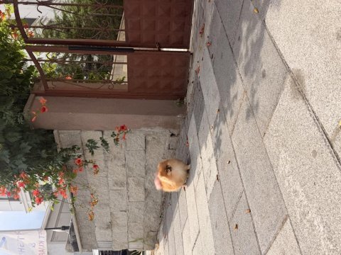Tosbik köpeğimiz lola