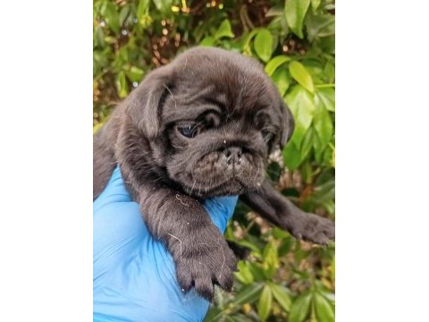 A kaliteli ırk ve sağlık garantili pug mops bebekler