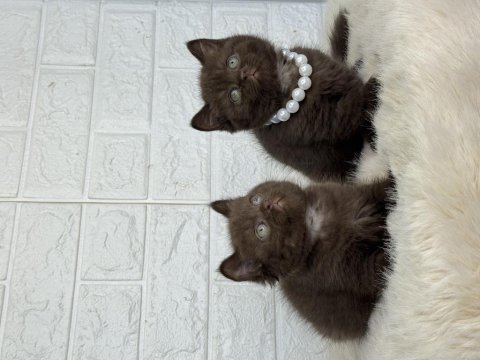 Özel cinnamon ve bicolor british shorthair kalite sevenlere
