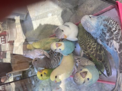 Bebek muhabbet kuşlar