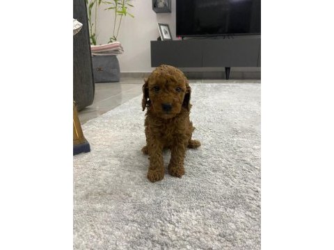 Anne altından, ırk garantili red brown poodle