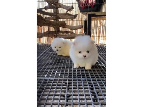 Pomeranian boo antaya pamuk şekerleri