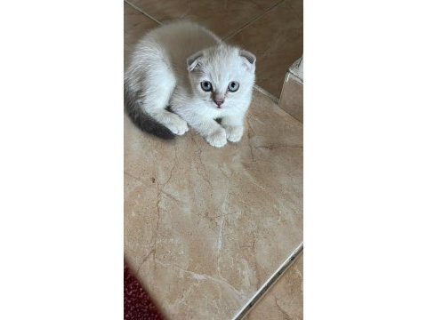 Safkan british shorthair ve longhair golden