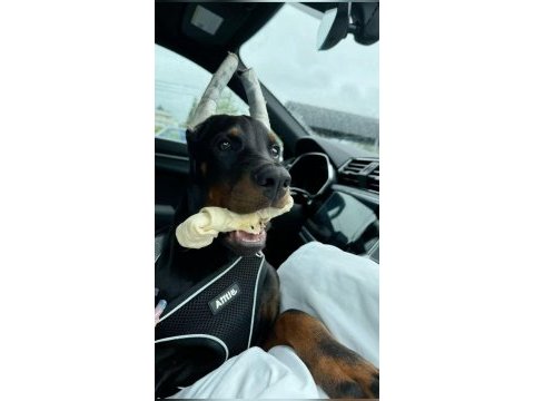 Eğitim bakım destetikli deccal doberman yavrular