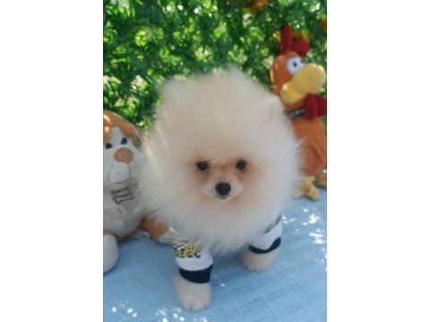 Orijinal pomeranian boo