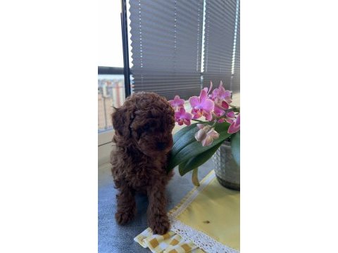 Minik yakışıklı poodle oğlumuz