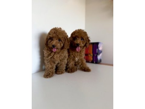 Bir dişi ve bir erkek toy poodle