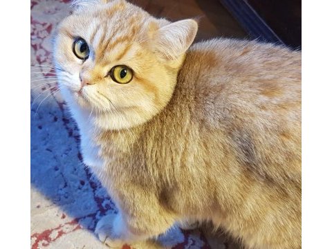 Gözbebeği kedimiz biricik mimi acil sahiplendirilecek