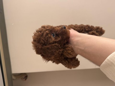 Toy poodle ev ortamından