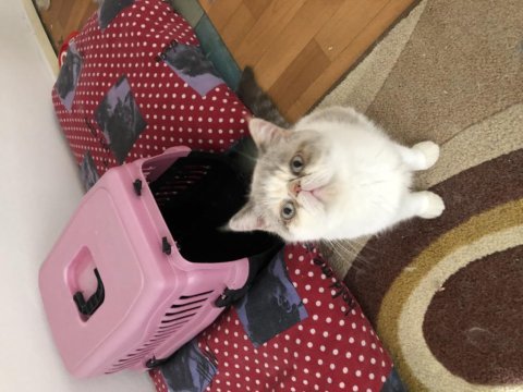 Exotic shorthair dişi acil