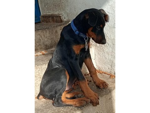 Acil kalitesinin mükemmel doberman yavru