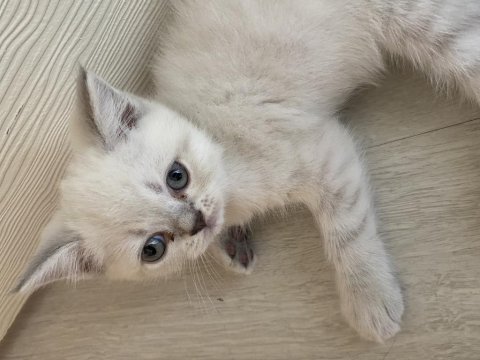 British blue point
