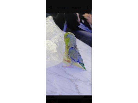 Forpus papağanı erkek detaylı bilgi wp