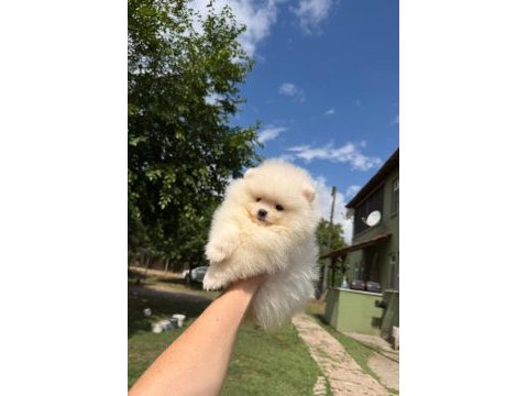 Pomeranian yavrularımız