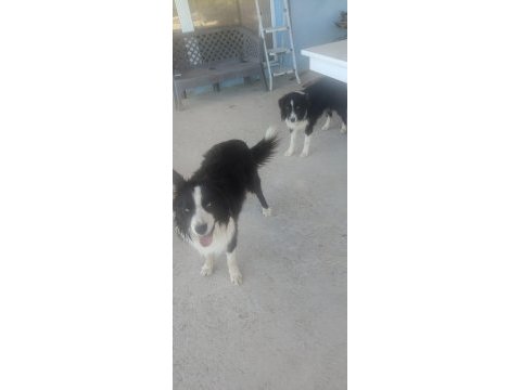 Papi dost köpekler