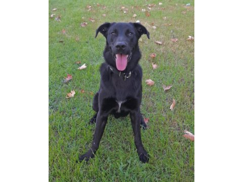 Oyuncu hareketli kalıcı yuvasını arıyoruz labrador