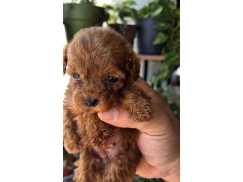 Teacup poodle mınıklerle tanıstınız mı ?